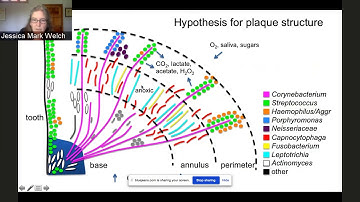 Jessica Mark Welch - Spatial Organization of Microbiomes at Micron Scales