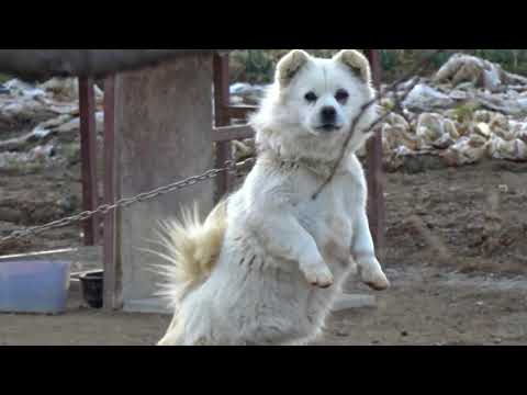농촌 시골마을에서 같이 놀자고 부르는 강아지 2마리Two puppies in the countryside <strong>calling</strong> for me to <strong>play</strong> with them..Jeonju