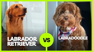 labrador retriever vs labradoodle