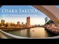 Osaka Sakura