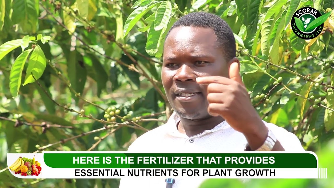 Best advice on how to apply fertilizers to earn high crop yields on different crop farms.