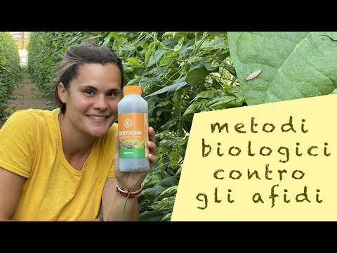 lotta BIOLOGICA agli AFIDI