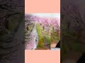 桜の描き方 with クレヨン (再編集)#shorts