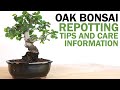 Oak Bonsai : Repotting Tips and Care Information