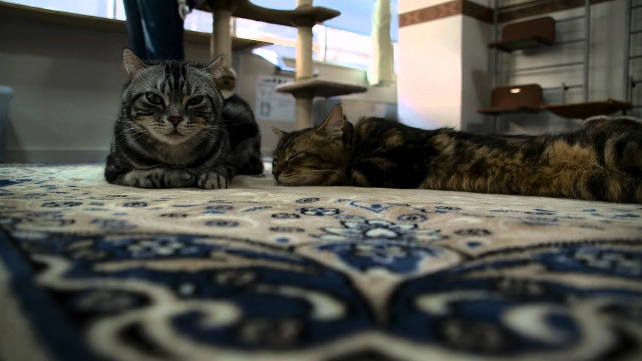 4K2K Cat cafe leon at Yokohama YouTube 4K2K Cat cafe leon at Yokohama YouTube