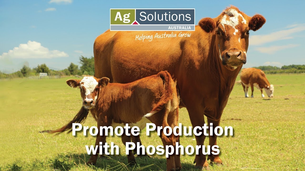 Promote Production With Phosphorus