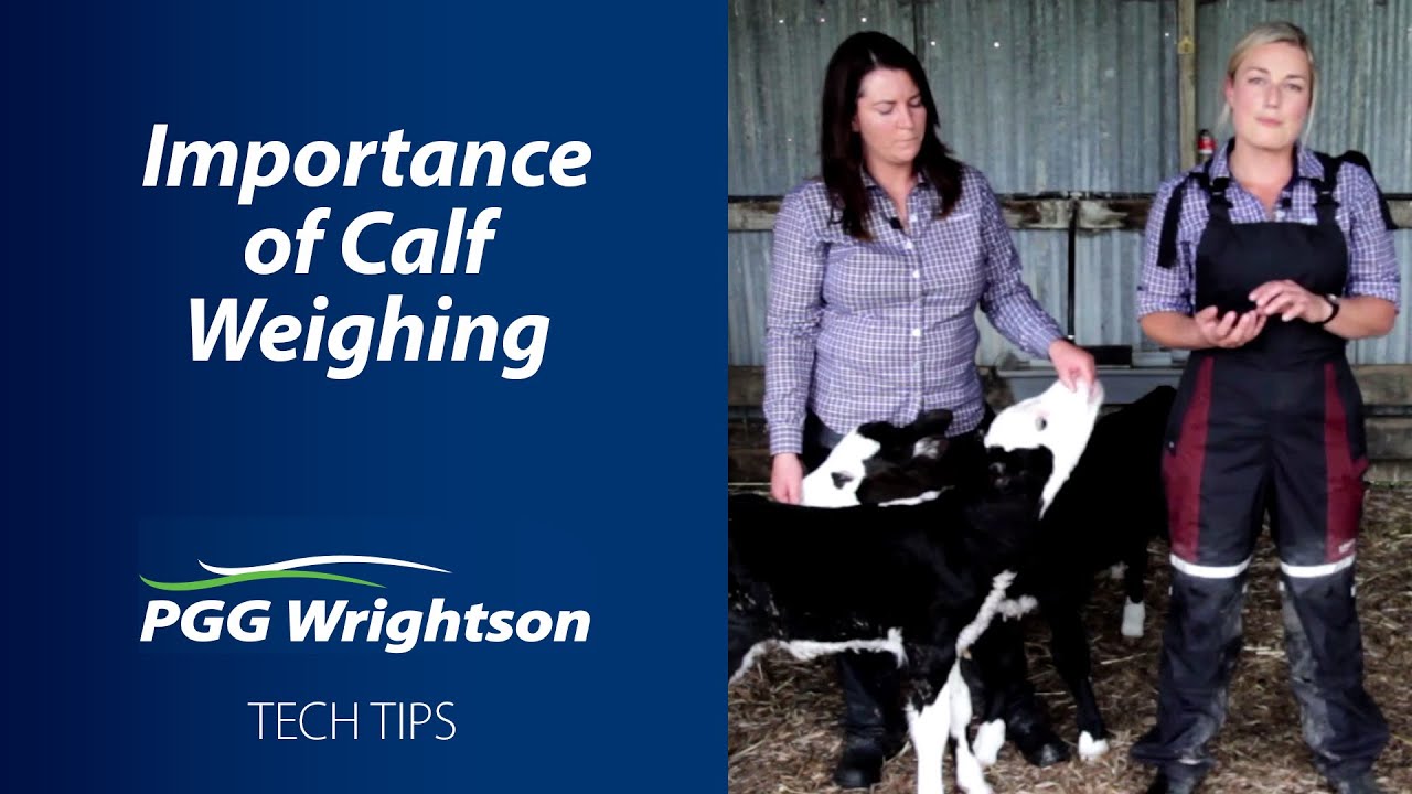 Importance Of Calf Weighing PGG Wrightson Tech Tips YouTube Importance Of Calf Weighing PGG Wrightson Tech Tips YouTube