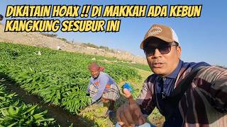 THOUGHT IT WAS A HOAX!! THERE’S A WATER SPINACH FARM THIS FERTILE ON THE OUTSKIRTS OF MECCA