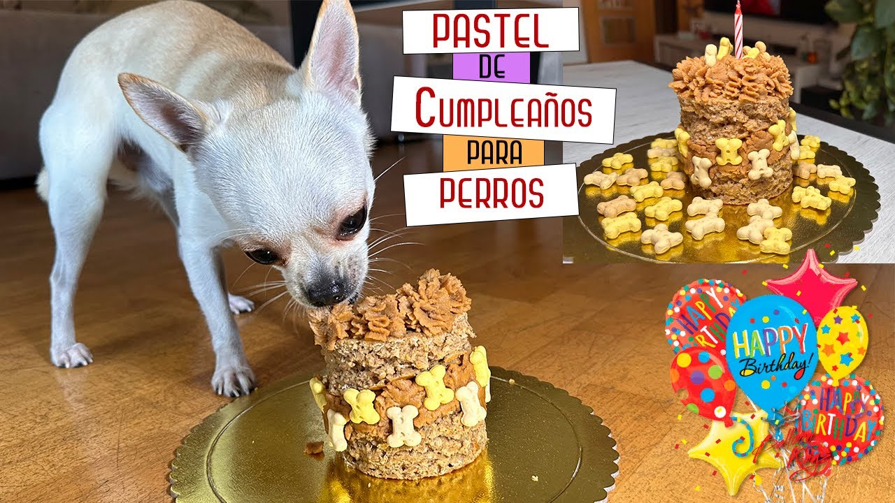 TARTA DE CUMPLEAÑOS para PERROS 🐶: El pastel que les hará mover la cola🐩🐕‍🦺🐕