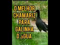 O MELHOR CHAMARIZ DE  GALINHA DÁGUA, TIRA TEMA ELAS VEM DE TODOS OS LADOS,😲😲🧐🧐