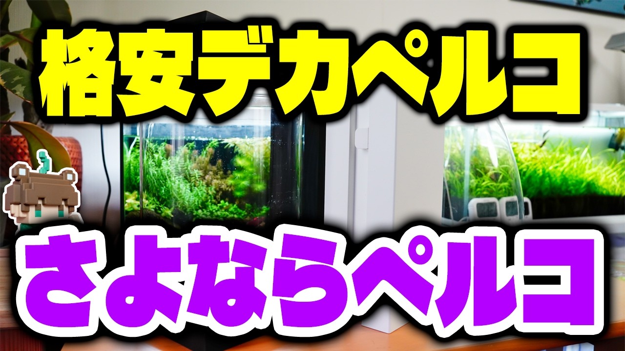 高すぎデカペルコを約10,000円安く売るショップ!そしてさようなら黒ペルコ1年でリセットへ【ビバアクア】#アクアリウム #熱帯魚