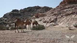 OMAN GRAND TOUR - The route and features HD