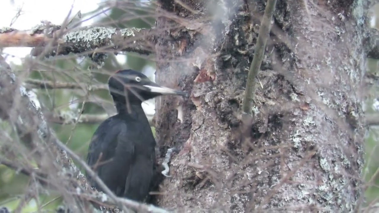 Black Woodpecker female Oslo