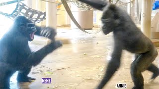 a Little Prank Turns Into a Big Fuss | The Shabani Group | Gorilla