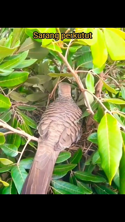 Sarang burung Perkutut di alam liar