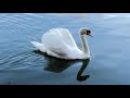 古堡天鹅湖 | 加州纳帕山谷的童话 / Chateau Montelena winery, Napa CA Where Swans Steal the Scene
