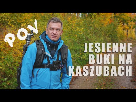 POINT OF VIEW #03: How I photograph BEECH FORESTS in autumn? A visit to Kashubia (POV).