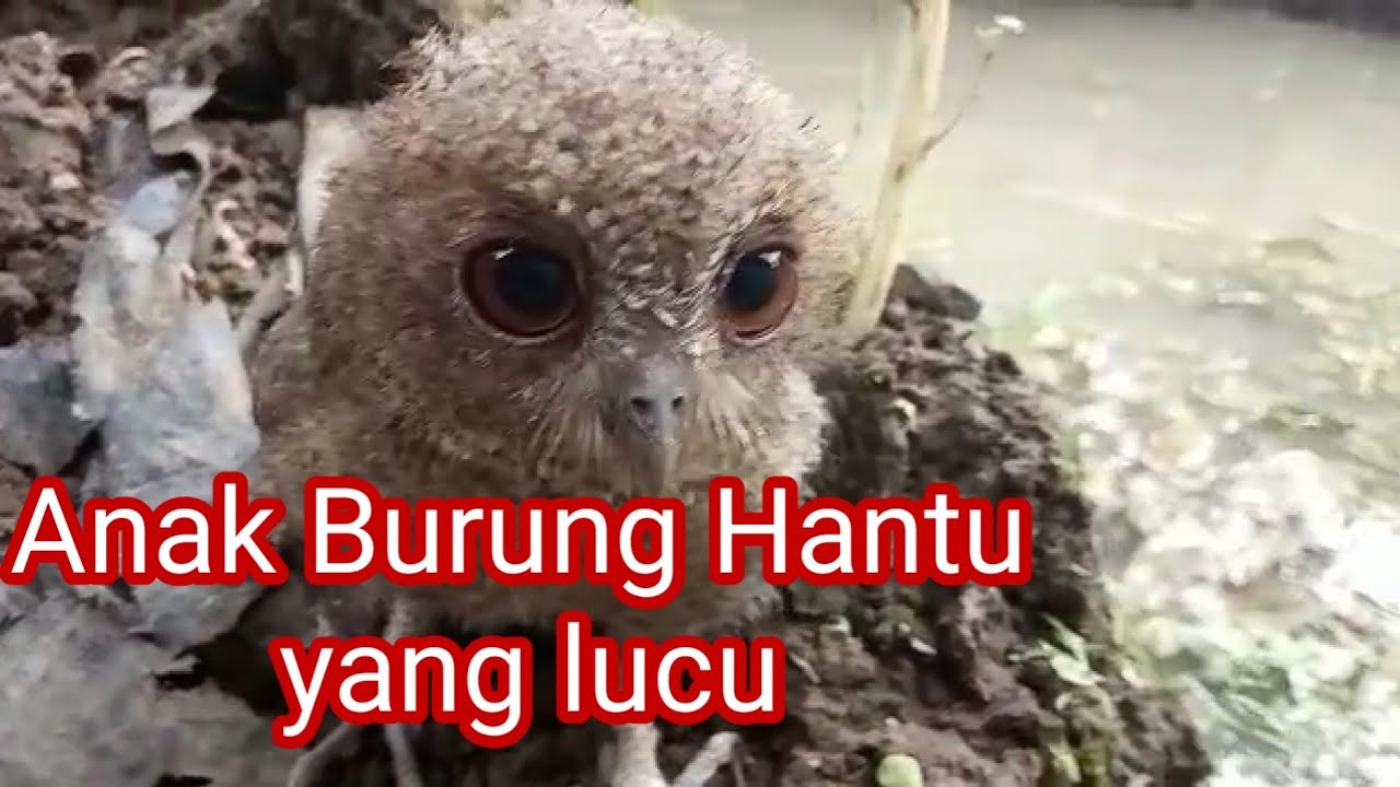 Terkeren 30 Foto  Burung Hantu  Lucu  Rudi Gambar