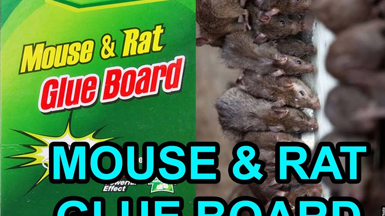 Mouse & Rat Glue Board YouTube