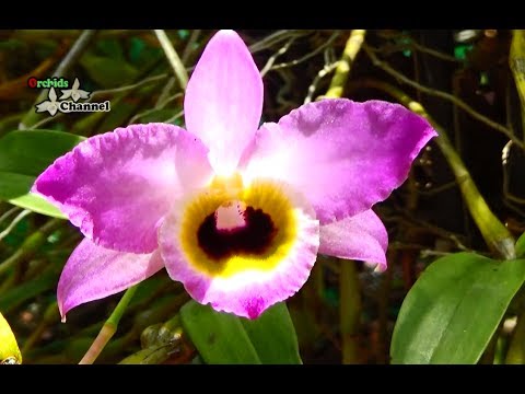 Video Dendrobium findlayanum - Orchid pearl chain | phong... - youtube