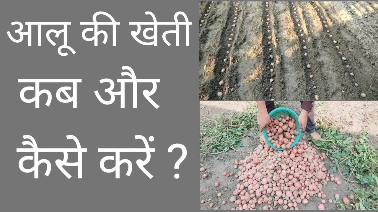 आलू की खेती कब और कैसे करें?आलू उगाए आसानी से छोटी सी जगह पर।Aloo ki kheti।potato farmming/growing।