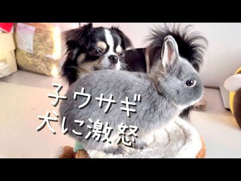 うさぎの凛ちゃんねる - YouTube