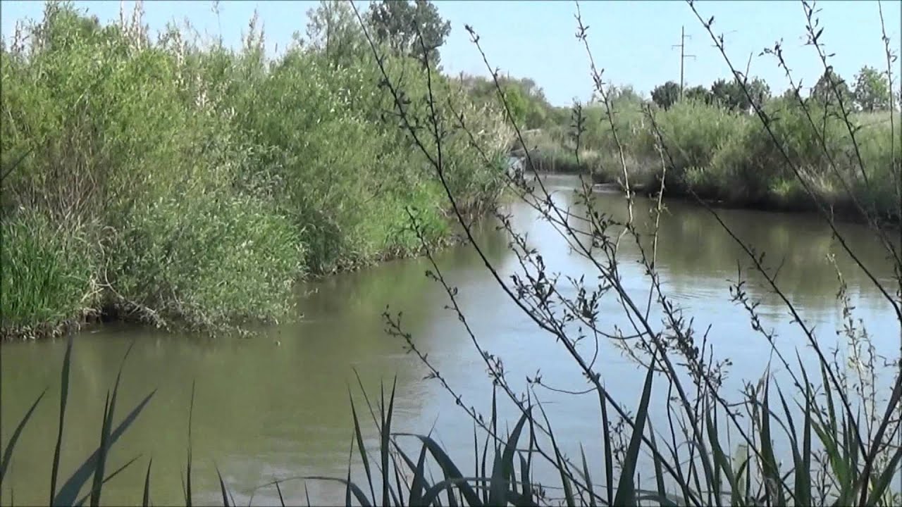 Barsch angeln am Main mit Maden und Pose