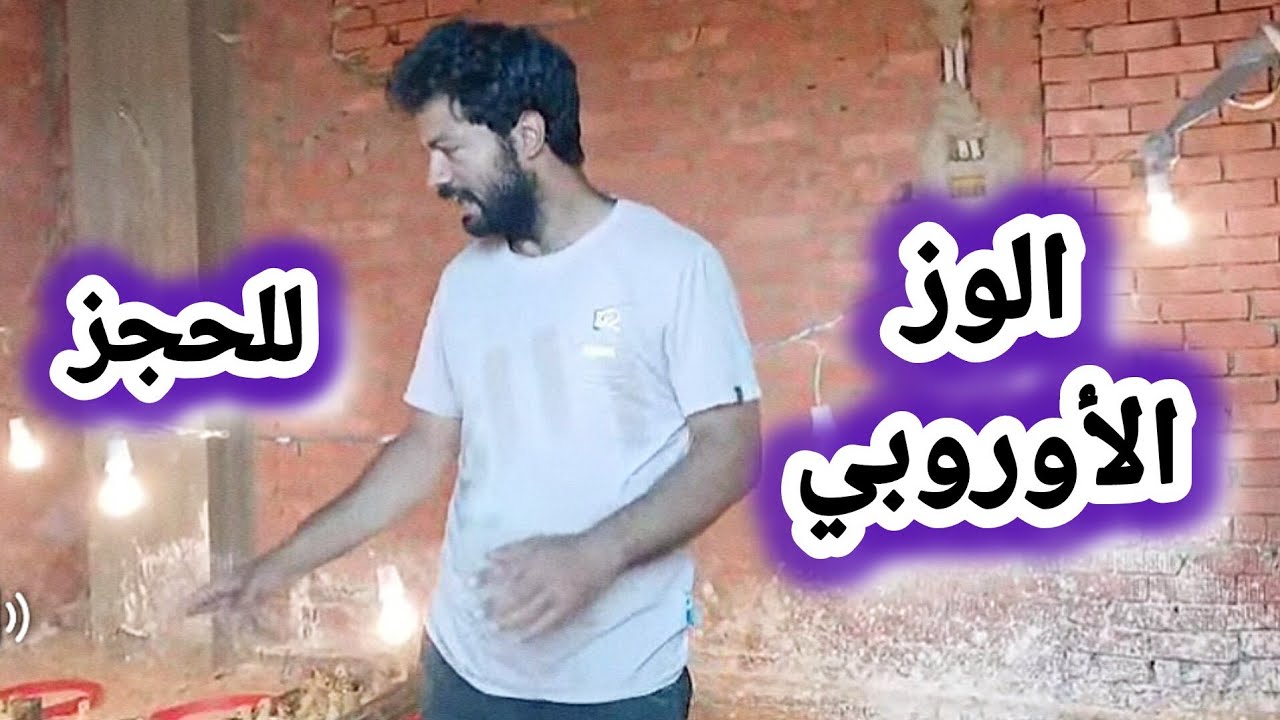 تعاله اسمع و شاهد الوز الأوروبي من مزارع الرضا تقدر تحجز الان