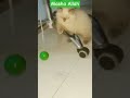 Cute Cats Playing with a Small Ball 😻⚽ | Funny Kitten Playtime #cat #kitten #kitty #bayzidnisavlog