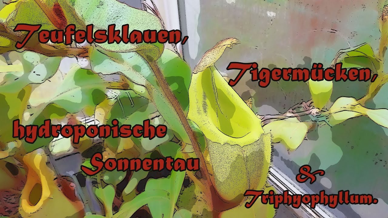 Teufelsklauen, Tigermücken & schwimmende Drosera / Devil's claws, Tiger mossis & swimming sundews.