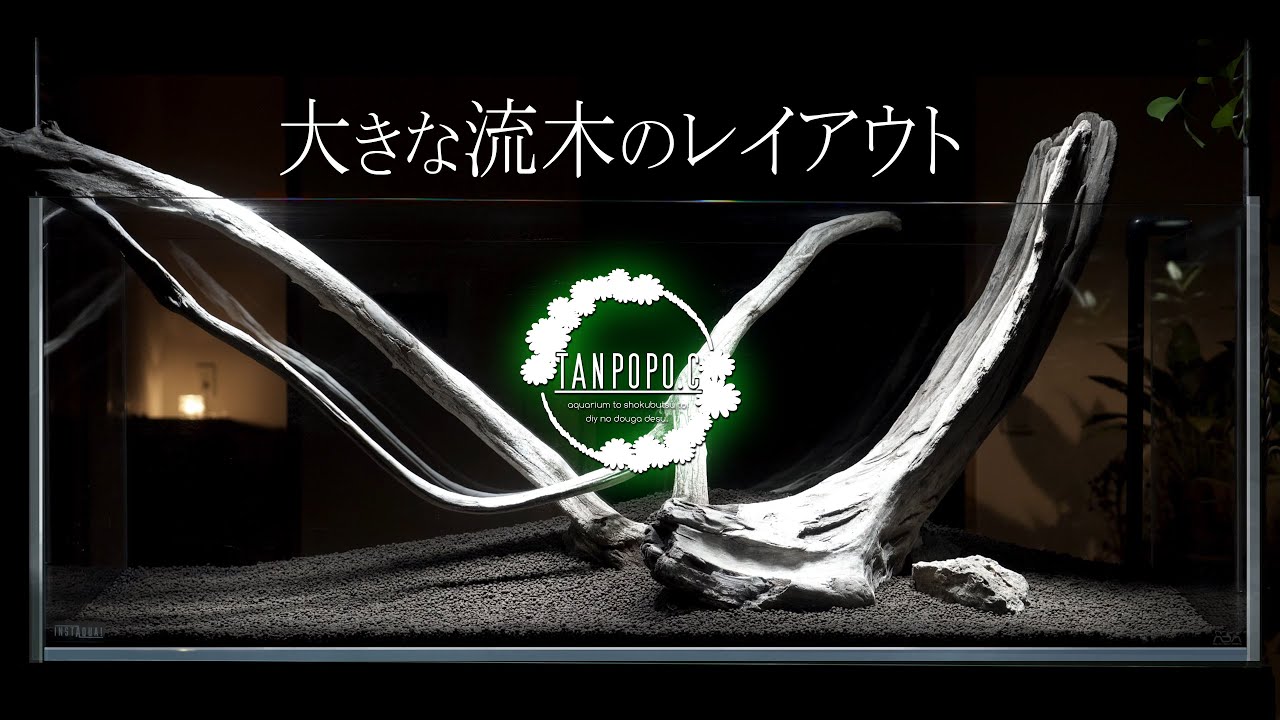 陰性水草と着生ランを多用したレイアウト Eng Anubias And Epiphytic Orchids Youtube