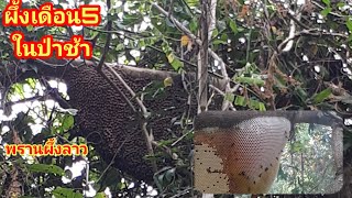 "HONEY​ HUNTING​ IN​ LAOS"(ต้องไหว้เจ้า​ที่)​ตีผึ้งเดือน5ในป่าช้า #พรานผึ้ง​ลาว​