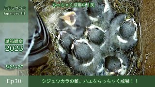 Nest Box Observation 2023 Ep30) Japanese Tit Chick Stands Up to a Tiny Fly! Adorable!! (May 2327)