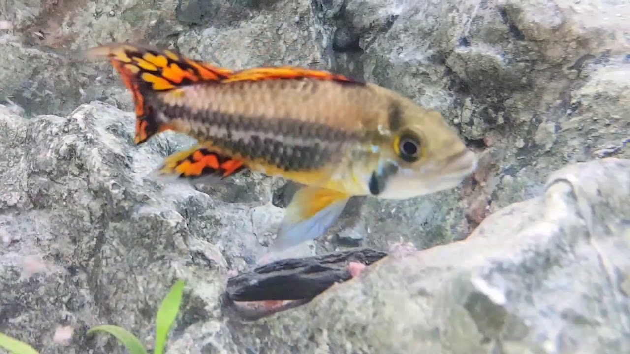 900 Liter Diskus Aquarium XXL Teil 2 Beifische - YouTube