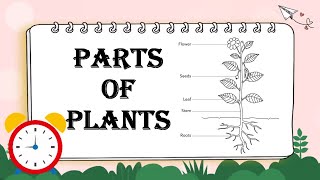 parts of plant ppt / parts of plant project / parts of plant and functions / explain parts of plant