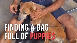 Michael found a plastic bag full of puppies on the road and saved them all by Bored Panda Animals 1,299 views 5 years ago 3 minutes, 9 seconds