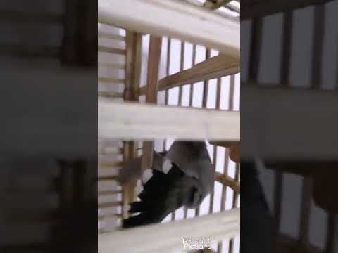 بلبل فحل مندلاوي بصوت تحفيز عل مزاوف