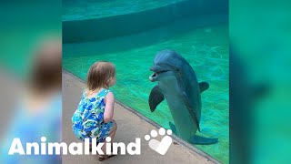 These are the most loved moments of animals caught on camera this year | Animalkind #goodnews by Humankind 1,247 views 4 months ago 11 minutes, 24 seconds