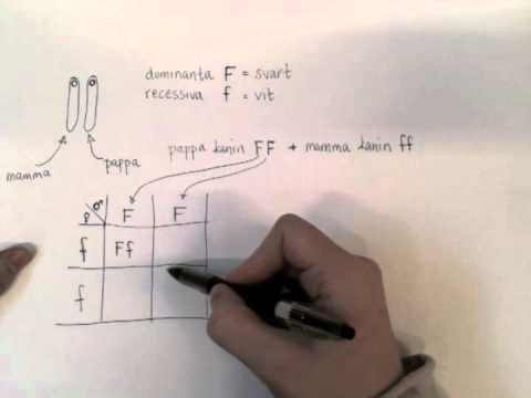 Video: Hur skrivs homozygot dominant?