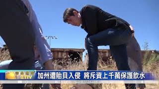 加州遭貽貝物種入侵 斥資上千萬保護飲水資源