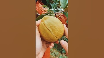تلاوة من سورة التحريم - القارئ أحمد خضر . #quran #القرآن_الكريم #القران