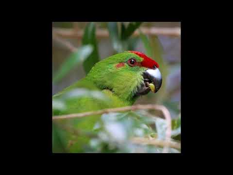 wcc-ep.28.-recovering-australian-threatened-species:-a-book-of-hope-#3-bird-case-studies