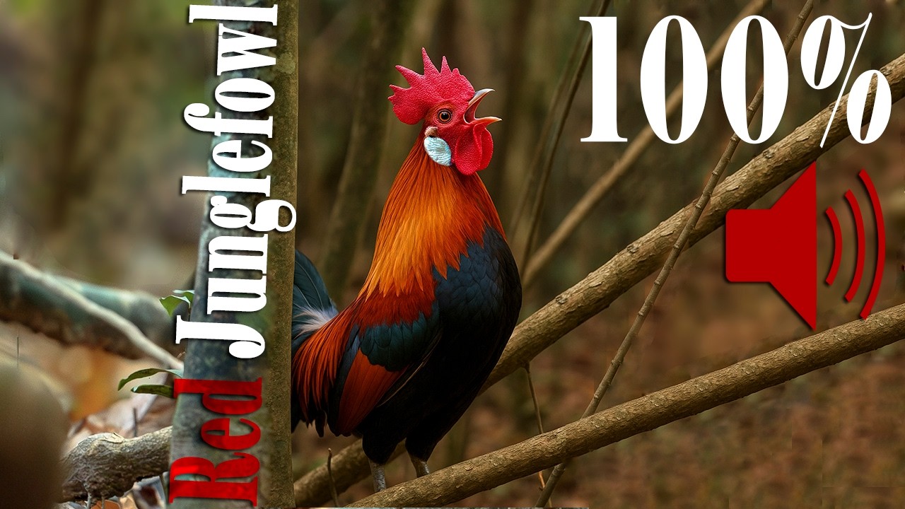 Sounds of Red Junglefowl Forest | Wild chicken, Red jungle fowl sound | Soothing Nature Sounds
