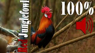 Download Lagu Sounds of Red Junglefowl Forest | Wild chicken, Red jungle fowl sound | Soothing Nature Sounds MP3