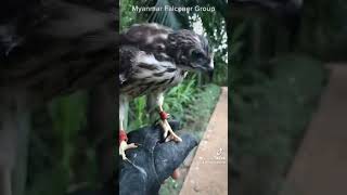 Download Lagu Shikra Hawk #From Myanmar Falconer Group MP3