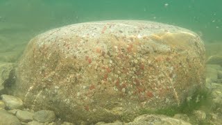 The Biggest and Best Puddingstone I've Ever Found