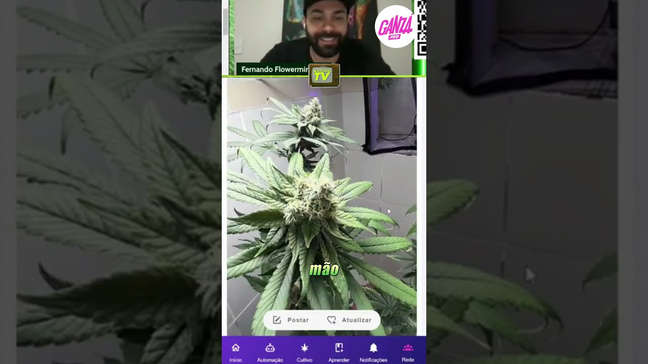 Dicas de Mestres! 🍃💨 Confere aí e já comenta o que achou! 🌿