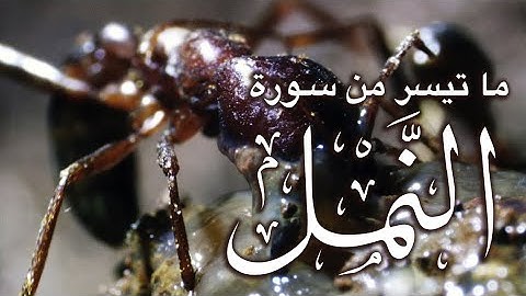 Surat al Naml? محمد جبريل سورة النمل - أإله مع الله