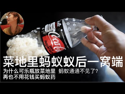 菜地里蚂蚁蚁后一窝端｜为什么可乐瓶放菜地里，蚂蚁通通不见了？｜再也不用花钱买蚂蚁药