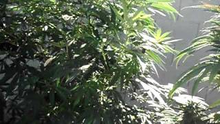 3000 watt garden fully functional